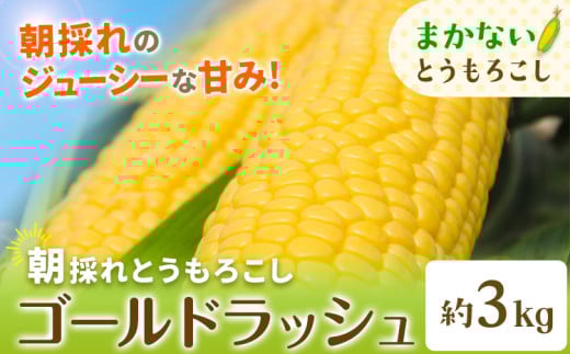 【先行予約】とうもろこし 農家のまかない 約3kg 野木町産 老沼 利治《2026年6月中旬-7月中旬頃出荷》栃木県 野木町 ジューシー 生食可能 旬の野菜 健康食 バーベキュー 焼き 茹で とうもろこし ゴールドラッシュ 黄色 イエロー 朝採れ クール便 先行予約 野菜 スイートコーン コーン