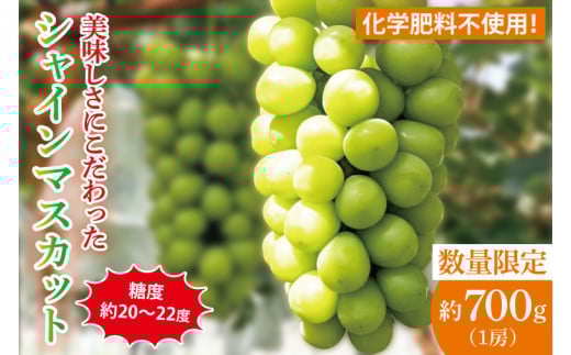 【先行予約】【2025年9月以降発送】糖度約20～22度！美味しさにこだわったシャインマスカット（約700g）1房 化学肥料不使用 農家直送【葡萄 ぶどう マスカット フルーツ 果物 くだもの 水戸市 水戸 茨城県】（GG-11）