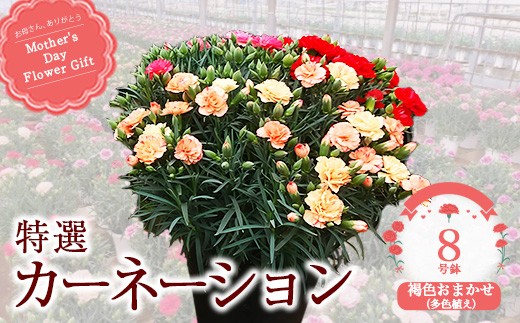 
                  【2027年5月出荷】特選カーネーション8号鉢＜褐色お任せ（多色植え）＞　【12203-0434】
                