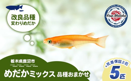 
                  めだかさんミックス 計7匹（5匹＋死着保証2匹）（品種おまかせ） ｜ めだか メダカ 改良 飼育 生体 観賞魚 魚 ペット おまかせ ミックス ※2026年4月上旬～10月下旬頃に順次発送予定 ※北海道・沖縄・離島への配送不可
                