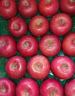 A037 ぶちうま！フルーツ定期便(12回コース)