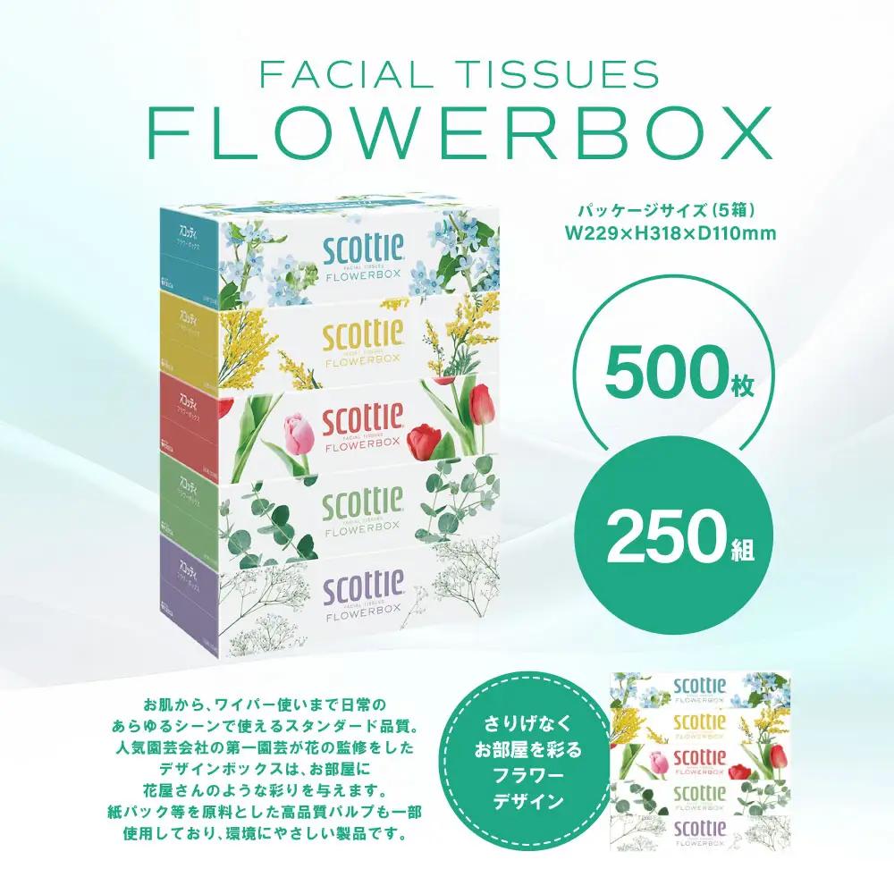 スコッティ ティッシュ 250組 10箱 ティシュー