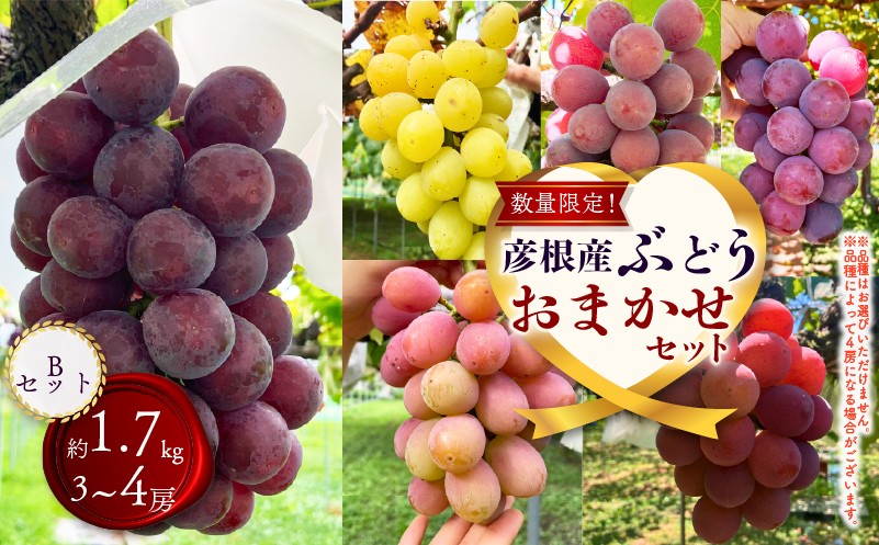 
                  【先行予約 8月下旬から発送】期間限定 ぶどう 詰め合わせ 約1.7kg 3~4房  食べ比べ ピオーネ 藤稔 紅伊豆 安芸クイーン 多摩ゆたか ゴルビー 果物 くだもの フルーツ デザート ブドウ 葡萄 詰合せ ギフト 贈答 おまかせ 品種おまかせ 数量限定 品種 夏 秋 8年 8月 9月 滋賀 彦根
                
