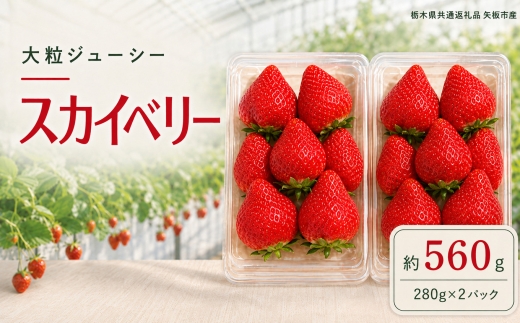 澳原さんの「スカイベリー」 560g (280g×2P)| 栃木県共通返礼品 矢板市産 いちご 果物 フルーツ 栃木県下野市