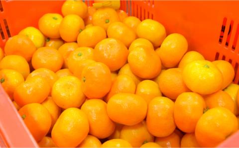 【2026年6月中旬〜発送】ハウス みかん 約2kg / 果物 フルーツ 贈答用 化粧箱 / 南島原市 / 島原雲仙農業協同組合  東南部基幹センター [SAC003]