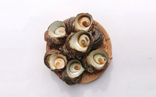 臼杵の綺麗な海で育った天然サザエ（1.2kg）