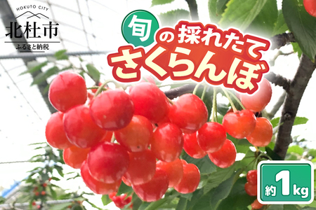 【2025年先行予約】山梨県北杜市産　旬の採れたてさくらんぼ　約1kg さくらんぼ 高砂 佐藤錦 紅秀峰 約1kg 2025年 先行予約 期間限定 数量限定 採れたて大粒 大玉 果物 くだもの 夏果実 サクランボ チェリー 高級 鉄分 美肌効果 疲労回復 山梨県 北杜市産