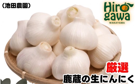 生 にんにく 1kg 厳選【ikd403-r-1A】