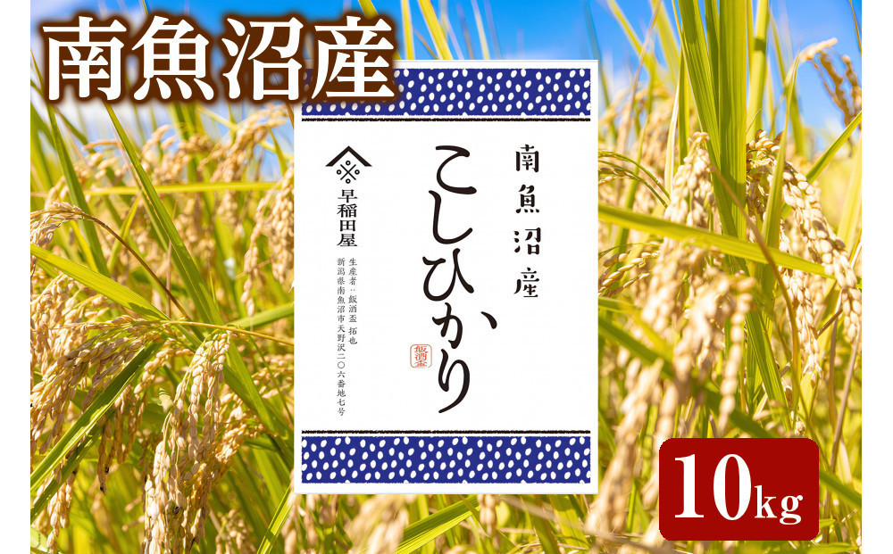 【ふるさと納税】【令和8年産新米予約】特別栽培米　南魚沼産コシヒカリ 10kg　塩沢産コシヒカリ【銘柄米 精米 こしひかり コシヒカリ 魚沼産 新潟米 お米 米 こめ】【2026年10月中旬より1ヵ月