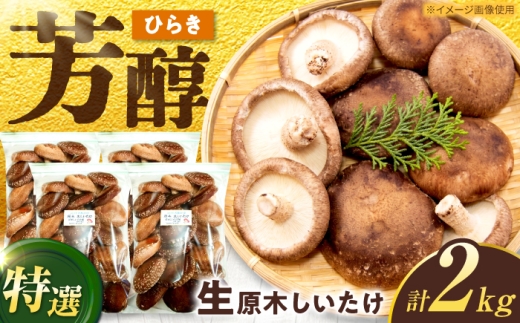しいたけ 特選 生しいたけ ひらき 2kg（500g×4袋） きのこ キノコ 茸 生しいたけ シイタケ 野菜 生椎茸 生シイタケ 原木しいたけ shiitake 肉厚 鍋 しいたけ しいたけ 椎茸 シイタケ 生しいたけ 岐阜県 白川町 / 清水しいたけ園 [AWAY007]