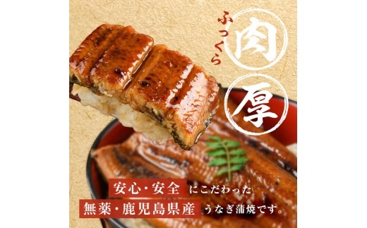 【志布志市制20周年記念】【無薬養鰻】 鹿児島産 山田のうなぎ ＜計480g以上＞（160g以上×3尾）肝串セット 【志布志市制20周年記念】【無薬養鰻】 鹿児島産 山田のうなぎ ＜計480g以上＞（160g以上×3尾） 肝串セット うなぎ 鰻 ウナギ 無薬 養鰻 無投薬 3尾 国産 九州産 蒲焼き かばやき 冷凍 うな重 ひつまぶし タレ 山椒 a5-348-km