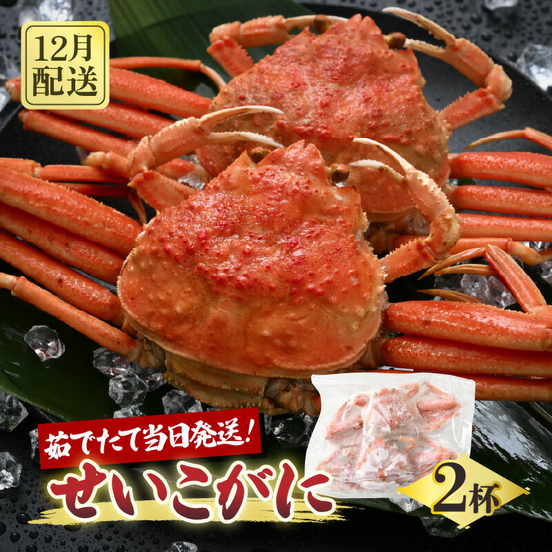 【ふるさと納税】【先行予約】天然 せいこがに × 2杯 希少な220g以上のサイズを厳選！ 茹でたその日に発送！ 【2025年12月上旬以降順次発送予定】【冷蔵 本場の味 ボイル 越前ガニ 蟹 茹で セイコガニ ずわいがに ズワイガニ】