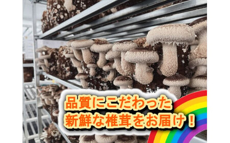 小田原産高級しいたけ「海の香・山の香」　　香り高く肉厚でみずみずしい　　500ｇお届け〈出荷時期:2024/11/1出荷開始～2025/1/31出荷終了〉【 野菜 きのこ キノコ 茸 シイタケ しいた