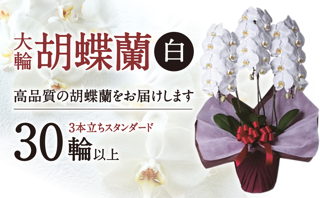 大輪胡蝶蘭 白 3本立ち　スタンダードタイプ　H05　綾羽株式会社