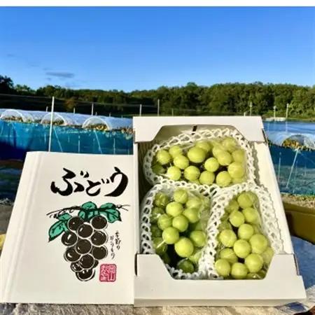 【2026年9月下旬発送】訳ありシャインマスカット 2~4房 1.8kg ご家庭用【配送不可地域：離島・北海道・沖縄県】【1275134】