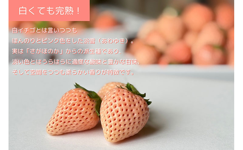 [先行受付] 完熟をお届け◎淡路島産旬の採れたてフルーツ！【紅×白いちご】食べ比べ生果実500gセット 兵庫県 洲本市 淡路島