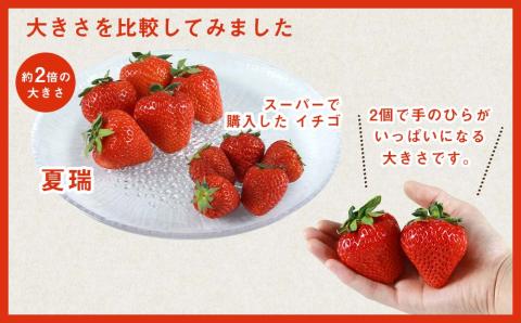 2025年発送☆【夏イチゴ】奇跡のひと粒「夏瑞」4パックセット
