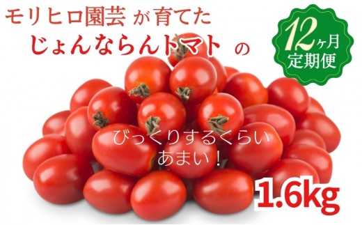 
                  ミニトマト 定期便 全12回 じょんならんトマト 香川県産 瀬戸内 じょんならん フルーツトマト 約1.6kg 観音寺産 高屋町 糖度9度以上 甘い 薄皮 真っ赤 天空の鳥居 トマト 野菜 毎月 果物 サラダ ギフト 香川県 観音寺市
                