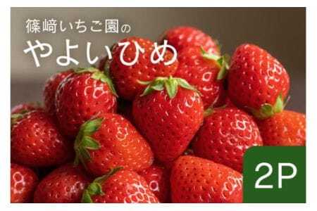 【2026年先行予約】やよいひめ2P 期間限定 数量限定 甘い 大きい イチゴ 春 苺 旬 フルーツ 果物 デザート ギフト 贈答用 国産 採れたて 新鮮 いちご 産地直送 茨城県 石岡市 (A32-006)