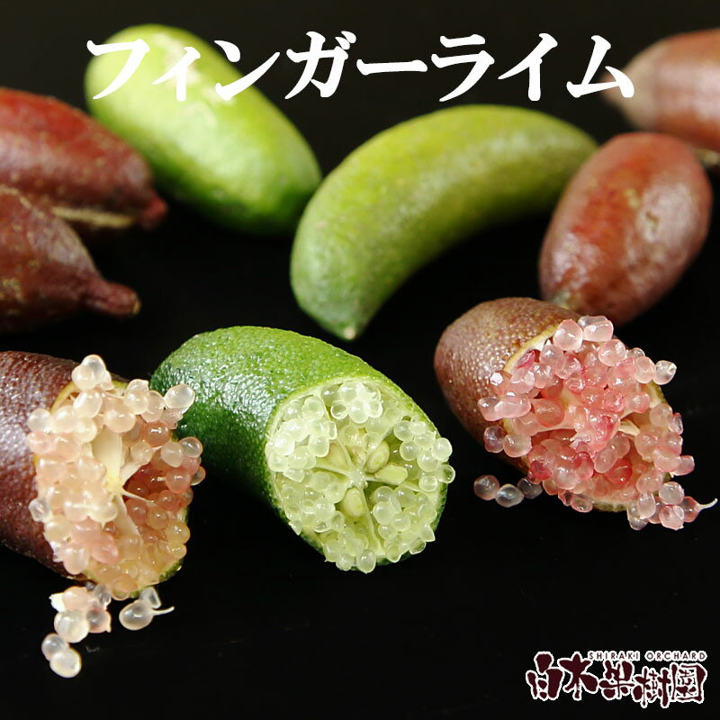 【ふるさと納税】＜白木果樹園産＞　先行予約　 フィンガーライム おまかせセット 約100g 100グラム 果物 くだもの 果実 柑橘類 柑橘 フレッシュ 新鮮 お酒 果実酒 ジュース デザート 料理 お取り寄せ 国産 常温 配送 故郷納税 ふるさとのうぜい 返礼品 高知県 土佐市
