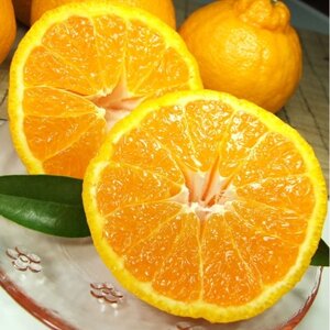 「デコ」不知火[約2.8kg]湯浅町田村産 春みかん(サイズおまかせ)【1223187】