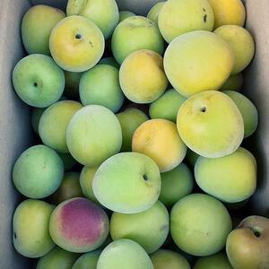 青梅 5kg 紀州南高梅 シロップ・梅酒・梅干し用等 和歌山県有田産 訳あり　2024年6月中旬～7月上旬発送予定