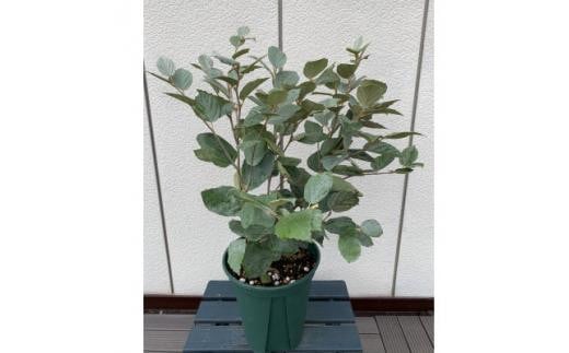
            おしゃれなカラーリーフ  水色系青葉品種  フォッサギラ  ブルーシャドー〈プラス樹〉
          