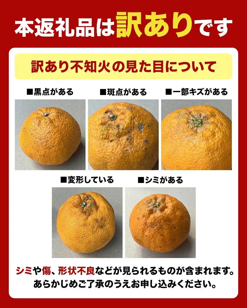 不知火 熊本 訳あり 3.5kg 不知火