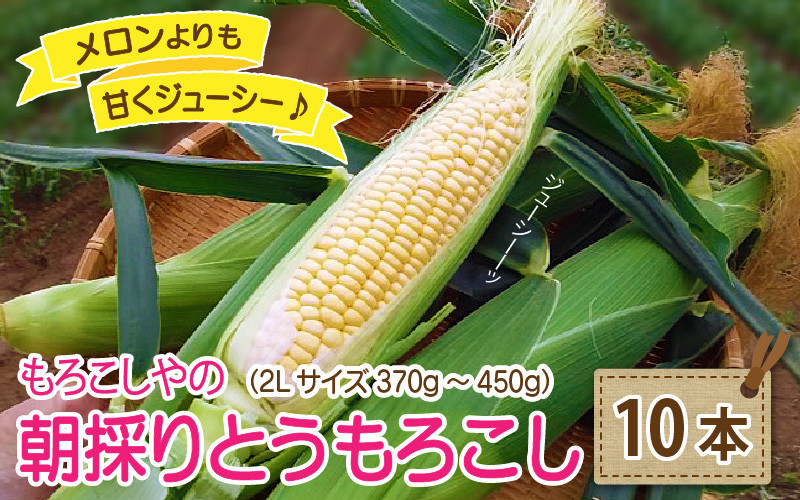 
            もろこしやの朝取れ とうもろこし 10本 (1本：2Lサイズ 370g～450g) 『メロンより甘い』 ～驚きの糖度18度以上！～ (黄甘コーン) 【 とうもろこしトウモロコシ コーン 朝取れ 旬の味覚 朝採れ 新鮮  果物 フルーツ 野菜 甘い バーベキュー BBQ アウトドア キャンプ 産地直送】 [A-7102]
          