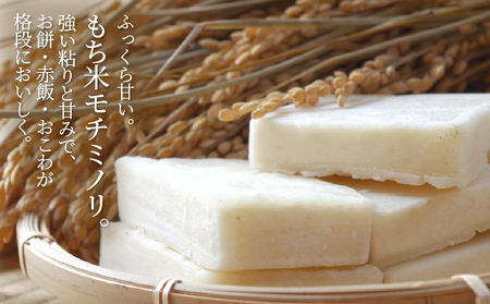 ≪令和7年度産≫もち米 モチミノリ 5kg｜もち米