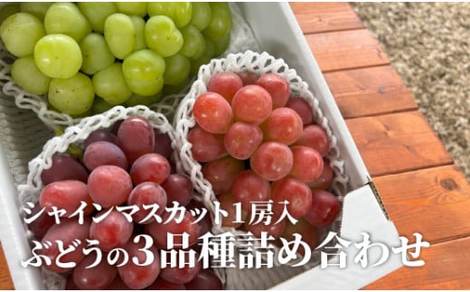【2026年先行予約】旬のぶどう３品種詰め合わせ(シャインマスカット入り) 3~5房/計2.0kg~ (岡山県産) 【KF-B067-02】
