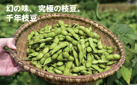 新丹波黒 枝豆 千年枝豆 1.5g さや 京都 丹波 京丹波町産 期間限定 生産者限定 国産 こだわり 厳選 黒豆 枝豆 おつまみ きな粉 黒豆きなこ付き [011HY001L]