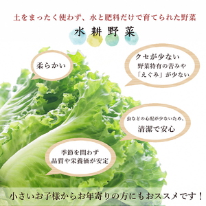 野菜 定期便6回 旬の水耕野菜セット 4種6袋以上 京都 亀岡産