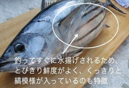 [0993]「日もどり」カツオのタタキセット(藁焼き)　(4～6節)約1kg