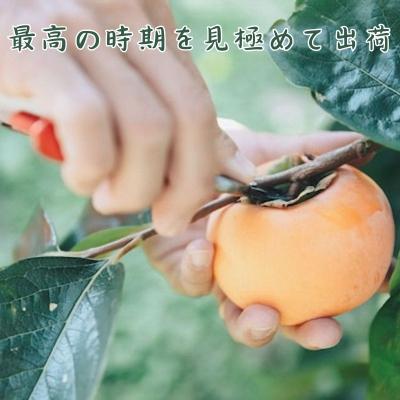ふるさと納税 八頭町 樹齢100年の古木から採れる花御所柿(2.5kg) |  | 02