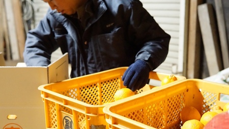 先行予約【12月からの4ヶ月定期便】ポンポンパック 定期便 不知火 ぽんかん ひでみかん