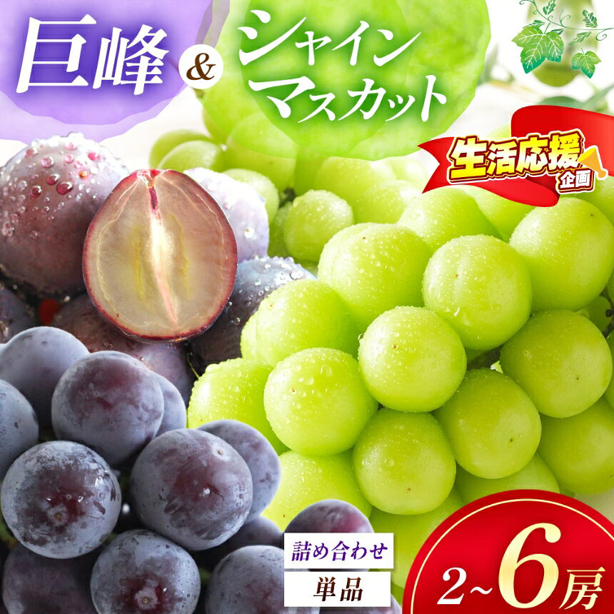 【ふるさと納税】【先行予約】選べる種類！シャインマスカット / 巨峰 / ブドウ詰め合わせ | 数量限定 新鮮 産地直送 ぶどう ブドウ 葡萄 シャインマスカット 果物 フルーツ 大分県産 九州産 国産 大分県 中津市【発送は2026年7月〜2026年9月末頃を予定】