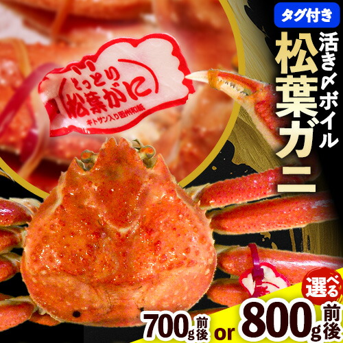 松葉ガニ ブランドタグ付 蟹セレブ タグ付き 活〆ボイル 松葉ガニ 選べる 700g 800g giverichホールディングス《11月中旬-2月下旬頃出荷》