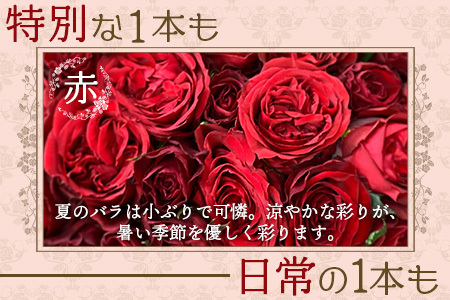 【先行予約・夏季限定 薔薇】ばら農家直送！バラ花束40本以上お届け(赤系) 【ギフト対応可】TB-5│ローズ 新鮮 花 フラワー 花束 ばら 薔薇 バラ 誕生日 記念日 結婚祝い ギフト プレゼント 