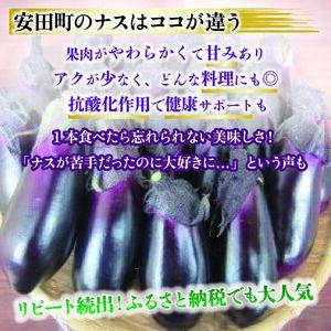 先行受付 ナス 定期便 計約50本 | ナス TR-2000
