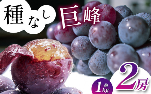 
            【先行予約】《寄附金額改定しました！》長野県産 種なし 巨峰 2房 （ 約 1kg ）【9月中旬頃～発送予定】 | 果物 くだもの フルーツ 葡萄 ぶどう ブドウ 長野県 塩尻市
          