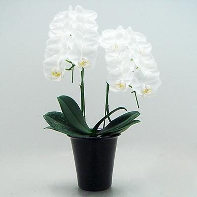 ふるさと納税 田原市 【陶器鉢寄せ植え】中村洋ランの胡蝶蘭　ミディ系白色2本