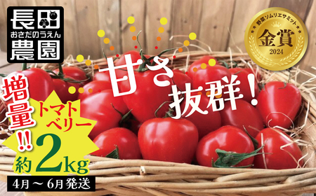 増量2kg！甘さ抜群!!トマト嫌いでも食べられるトマトベリー 4月～6月発送 　H004-147