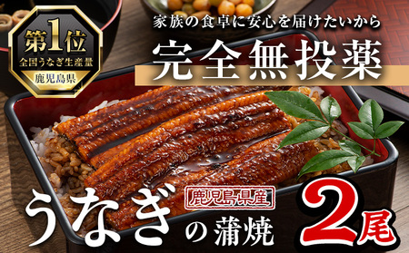 鹿児島県産 うなぎ 蒲焼 (1尾あたり136g～155g×2尾、タレ・山椒付き)【西日本養鰻】A582