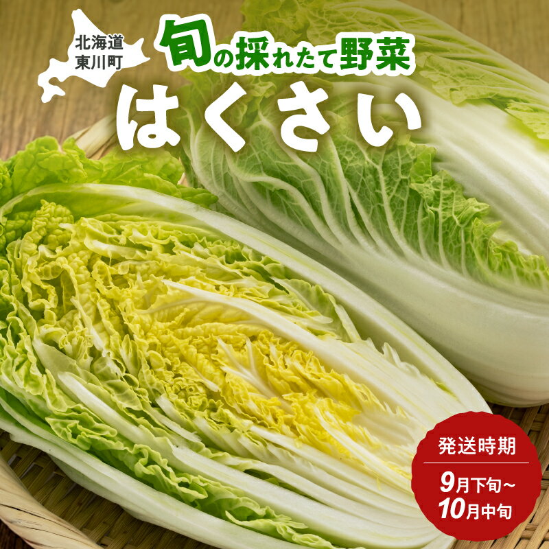 【ふるさと納税】【9月下旬〜10月中旬発送】旬の採れたて野菜「はくさい」