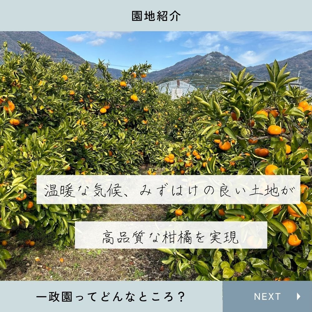 【ふるさと納税】有田みかん 極早生 2.6kg（箱込み3kg） 訳あり S～Lサイズおまかせ  【2026年11月発送】 柑橘 フルーツ みかん 産地直送 お取り寄せ 送料無料