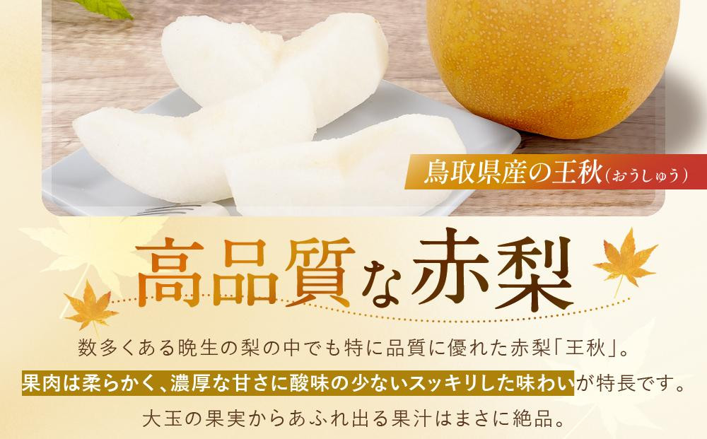 【先行予約】数量限定 鳥取県産梨 王秋 約2.5kg
