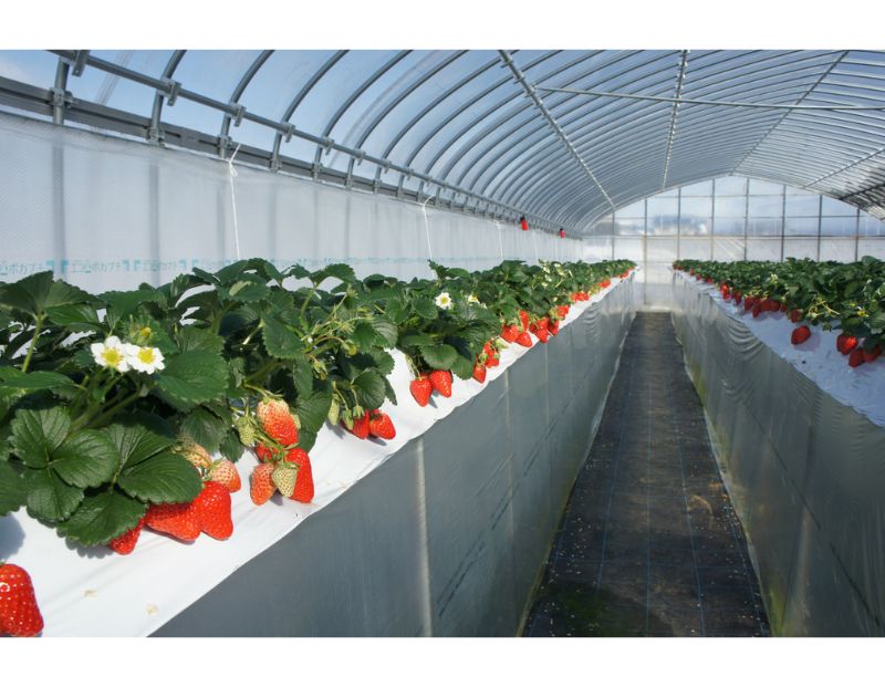 【12月上旬から順次出荷】魔法のいちごギフト化粧箱入り 果物 フルーツ デザート かおり野 かんな姫 おいCベリー よつぼし 紅ほっぺ　ほしうらら　スターナイト