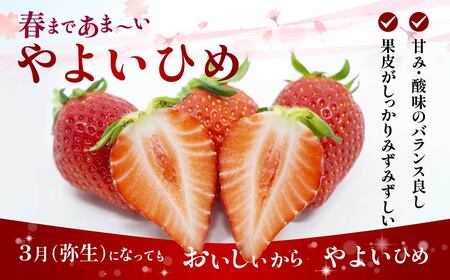 いちご やよいひめ 大容量パック 1kg