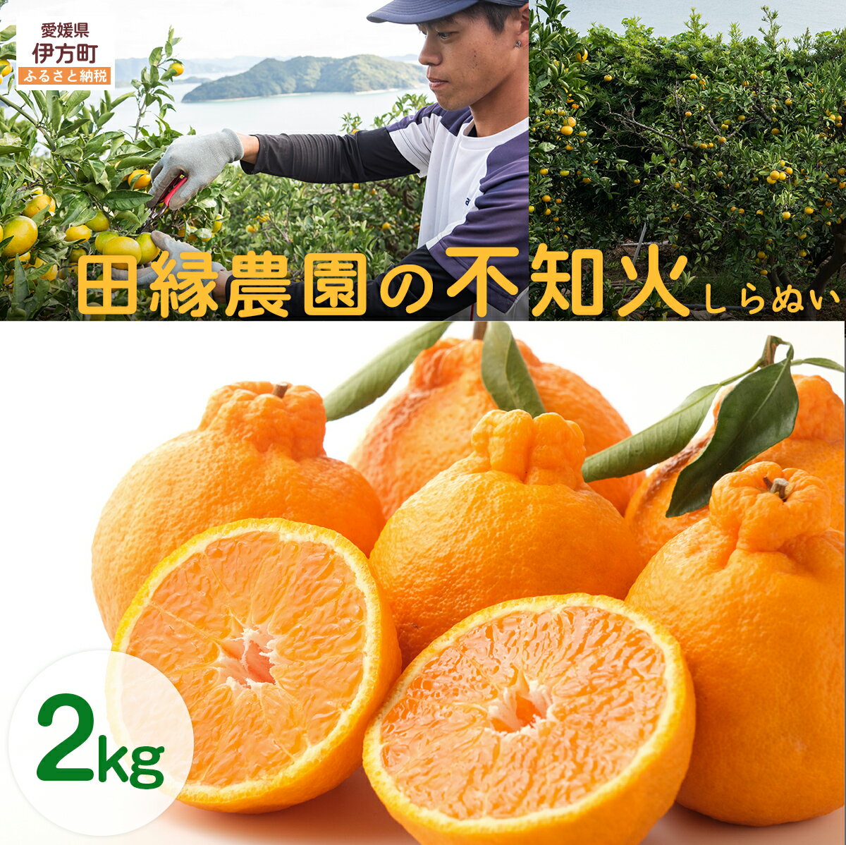 【ふるさと納税】【先行予約】【数量限定】田縁農園の不知火（しらぬい）2kg ※離島への配送不可 （2026年2月10日より順次発送） 【ふるさと納税 人気 おすすめ ランキング みかん 蜜柑 不知火 しらぬい フルーツ 果物 愛媛県産 田縁農園 愛媛県 伊方町 送料無料】 IKTA017